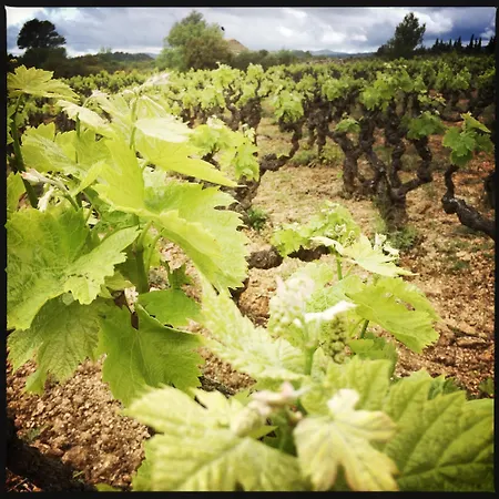 Bed and breakfast Vigne Vierge Aigne (Herault)